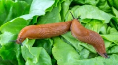 Як боротися з slugs на саду та країні